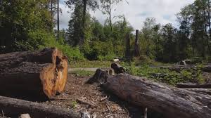 Best Firewood Processing and Delivery  in Smithville, NJ